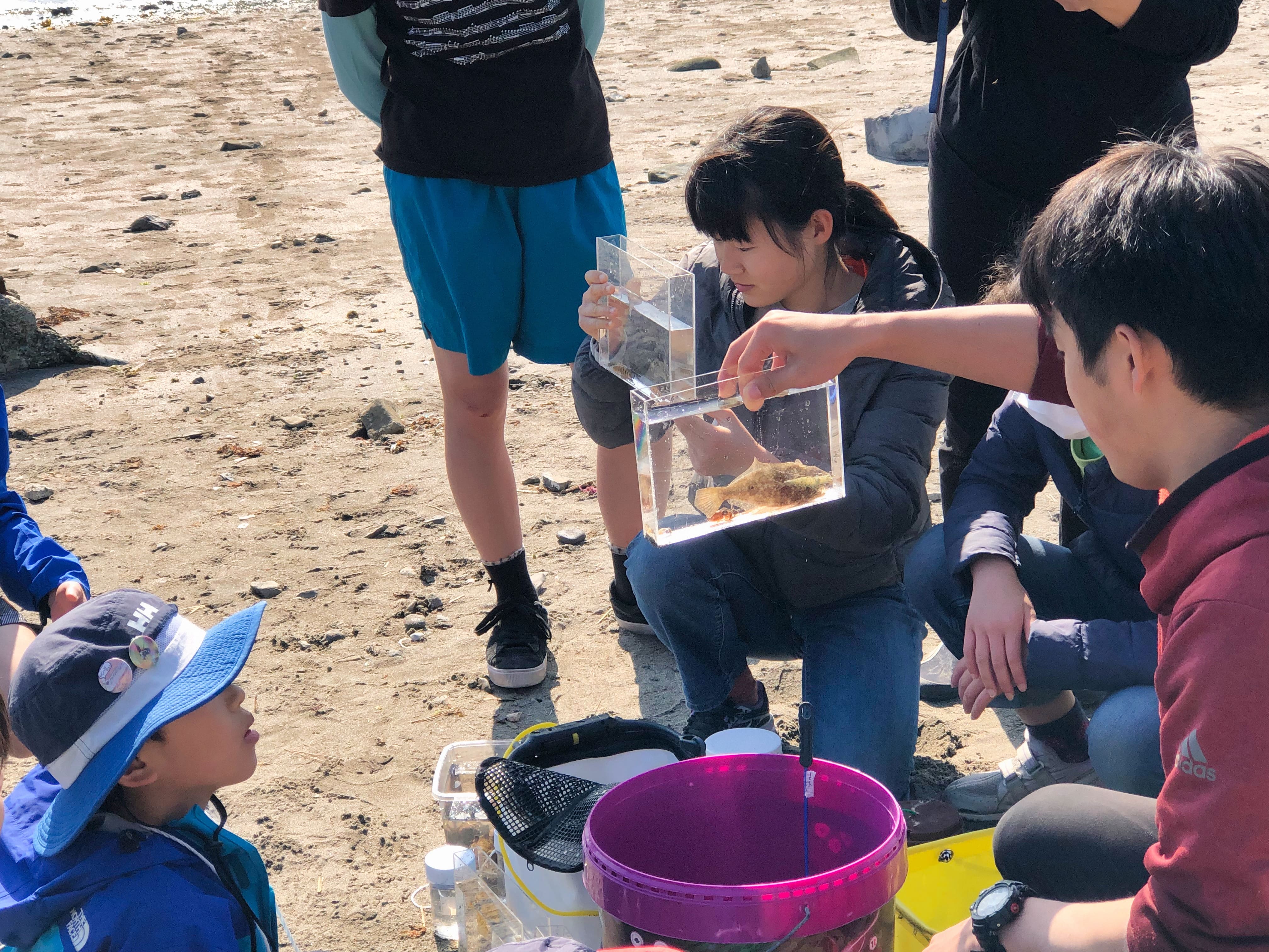 海の生き物調査